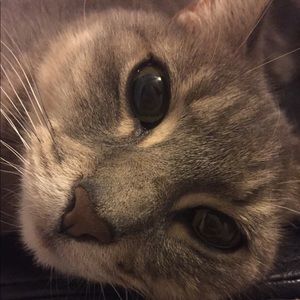 Meet your Posher, Bob